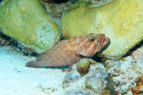 Bonaire 2024-84