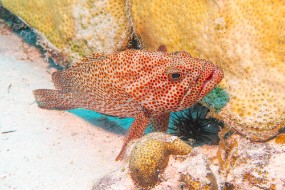 Bonaire 2024-86