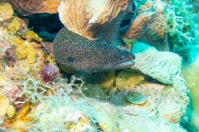 Bonaire 2024-89