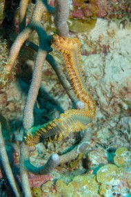 Bonaire 2024-94