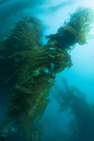 Catalina 2021-244