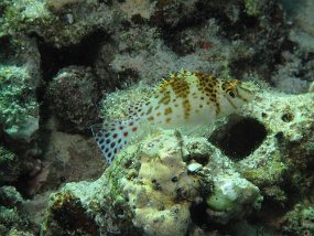 IMG_1409