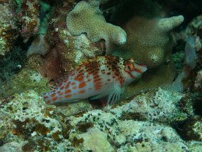 IMG_1593
