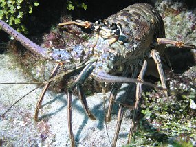 PB160976
