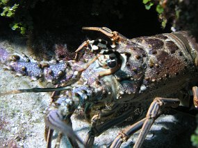 PB160977