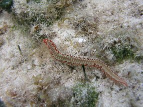 PB161002