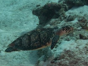 Cozumel2009 (101)