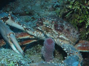 Cozumel2009 (103)