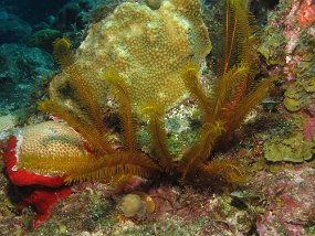 Cozumel2009 (104)