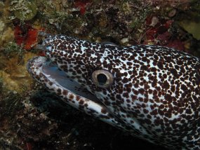 Cozumel2009 (107)