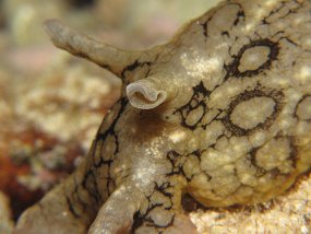 Cozumel2009 (115)