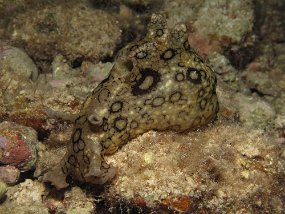 Cozumel2009 (116)