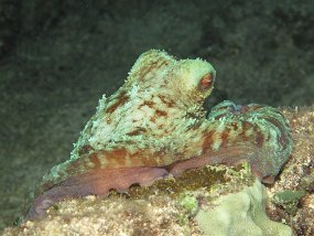 Cozumel2009 (118)
