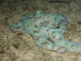 Cozumel2009 (120)
