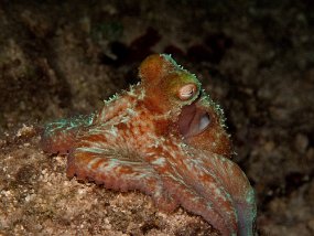 Cozumel2009 (132)