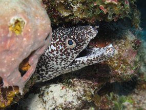 Cozumel2009 (14)