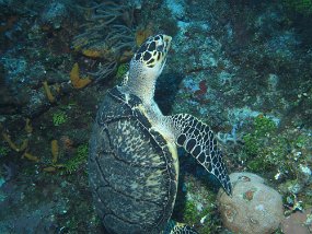 Cozumel2009 (141)