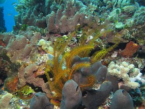 Cozumel2009 (147)