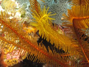 Cozumel2009 (148)