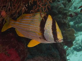 Cozumel2009 (15)