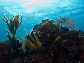 Cozumel2009 (151)