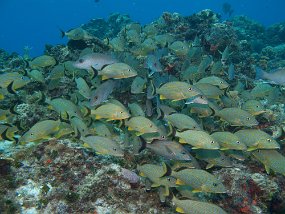 Cozumel2009 (156)