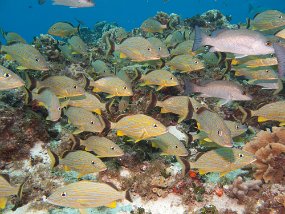Cozumel2009 (157)