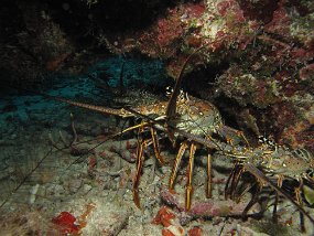 Cozumel2009 (161)
