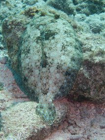 Cozumel2009 (168)