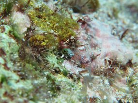 Cozumel2009 (18)