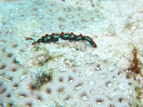 Cozumel2009 (20)