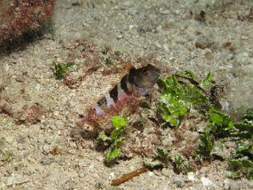 Cozumel2009 (24)