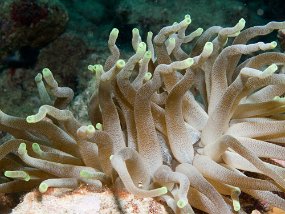 Cozumel2009 (26)