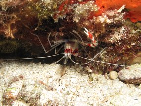 Cozumel2009 (27)