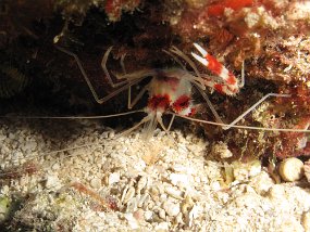 Cozumel2009 (28)