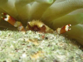Cozumel2009 (31)