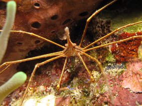 Cozumel2009 (36)
