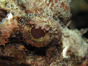 Cozumel2009 (38)
