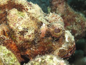 Cozumel2009 (39)