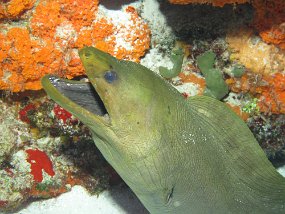 Cozumel2009 (4)