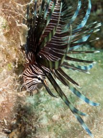 Cozumel2009 (40)