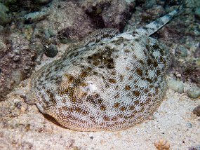 Cozumel2009 (43)