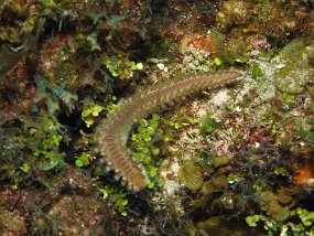 Cozumel2009 (49)