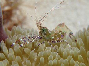 Cozumel2009 (52)