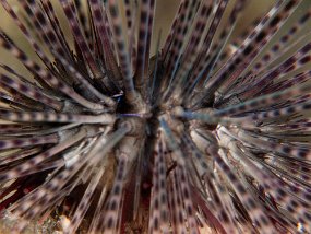 Cozumel2009 (56)