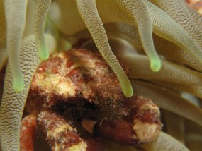 Cozumel2009 (63)