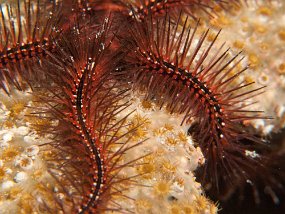 Cozumel2009 (65)