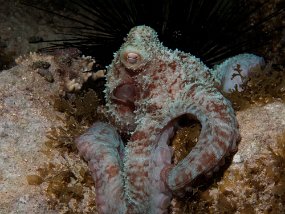 Cozumel2009 (67)