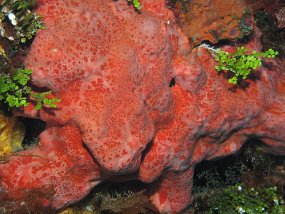 Cozumel2009 (73)