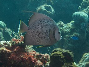 Cozumel2009 (77)